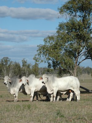 Grey Brahman bulls Grey Brahman bulls